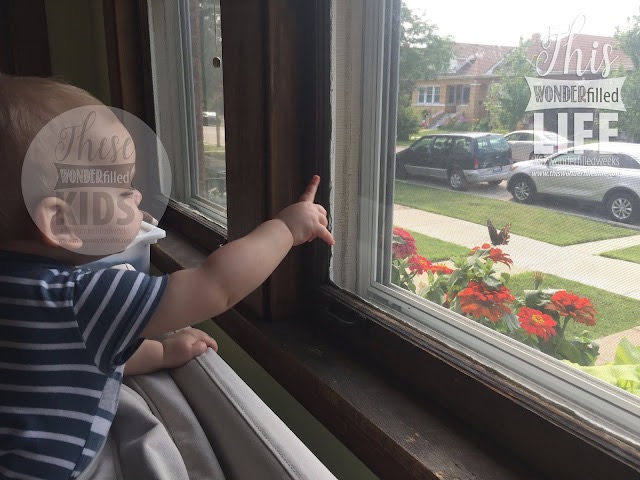 Phase 2 of 2, A window box that waters itself! | Week&nbsp;27