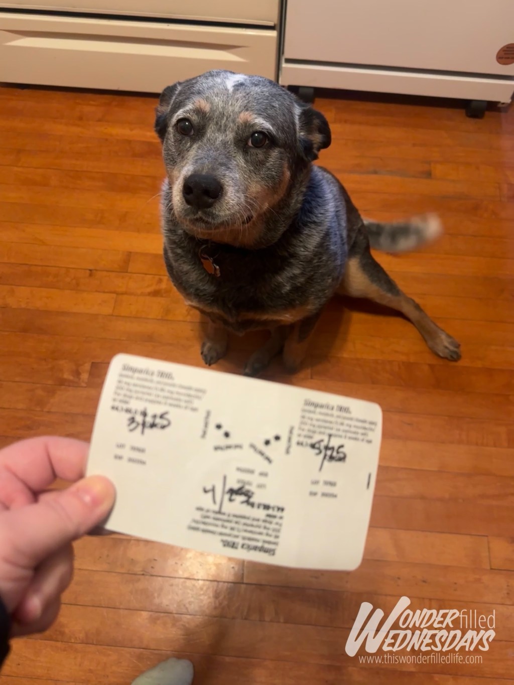 Pet Owner Life Hack | WONDERfilled&nbsp;Wednesdays