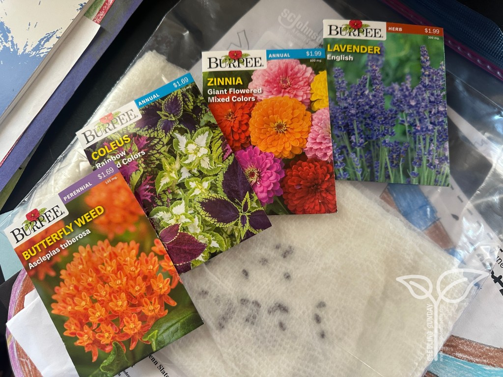 Seedling Sunday  – week&nbsp;1